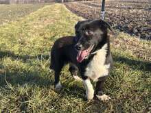 OSESEK, Hund, Mischlingshund in Polen - Bild 4