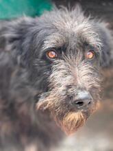 WALLY, Hund, Portugiesischer Wasserhund-Schnauzer-Mix in Spanien - Bild 1