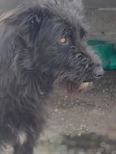 WALLY, Hund, Portugiesischer Wasserhund-Schnauzer-Mix in Spanien - Bild 2