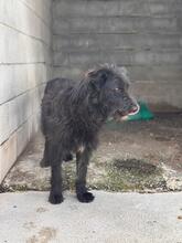 WALLY, Hund, Portugiesischer Wasserhund-Schnauzer-Mix in Spanien - Bild 3