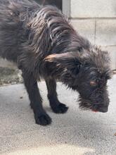 WALLY, Hund, Portugiesischer Wasserhund-Schnauzer-Mix in Spanien - Bild 4