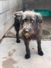 WALLY, Hund, Portugiesischer Wasserhund-Schnauzer-Mix in Spanien - Bild 5