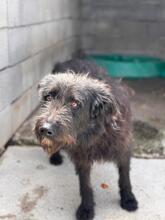 WALLY, Hund, Portugiesischer Wasserhund-Schnauzer-Mix in Spanien - Bild 6