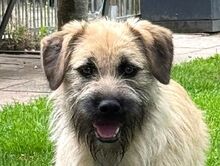 STRUPPI, Hund, Mischlingshund in Rösrath - Bild 1