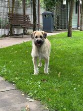 STRUPPI, Hund, Mischlingshund in Rösrath - Bild 10