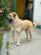 STRUPPI, Hund, Mischlingshund in Rösrath - Bild 2