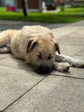 STRUPPI, Hund, Mischlingshund in Rösrath - Bild 3