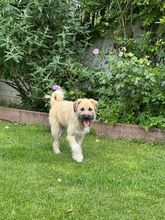 STRUPPI, Hund, Mischlingshund in Rösrath - Bild 4