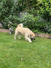 STRUPPI, Hund, Mischlingshund in Rösrath - Bild 5