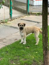 STRUPPI, Hund, Mischlingshund in Rösrath - Bild 6