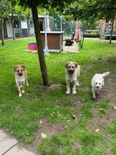 STRUPPI, Hund, Mischlingshund in Rösrath - Bild 7