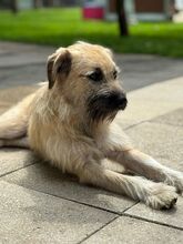 STRUPPI, Hund, Mischlingshund in Rösrath - Bild 8