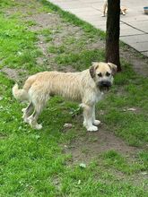 STRUPPI, Hund, Mischlingshund in Rösrath - Bild 9