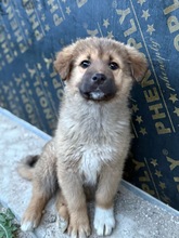 MIRA, Hund, Mischlingshund in Bulgarien - Bild 1
