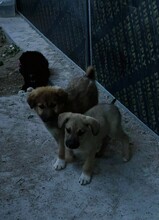MIRA, Hund, Mischlingshund in Bulgarien - Bild 4