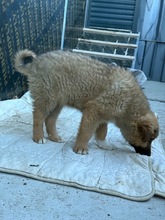 MIRA, Hund, Mischlingshund in Bulgarien - Bild 5