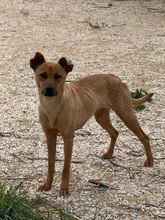 MAGGIE, Hund, Mischlingshund in Bulgarien