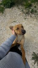 MAGGIE, Hund, Mischlingshund in Bulgarien - Bild 3