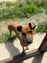 MAGGIE, Hund, Mischlingshund in Bulgarien - Bild 4