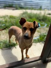 MAGGIE, Hund, Mischlingshund in Bulgarien - Bild 5