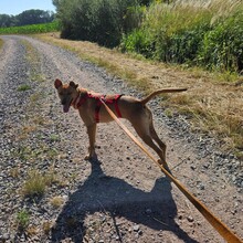 MAGGIE, Hund, Mischlingshund in Benjental