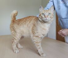 ISIDRO, Katze, Europäisch Kurzhaar in Spanien - Bild 2