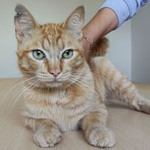 ISIDRO, Katze, Europäisch Kurzhaar in Spanien - Bild 3