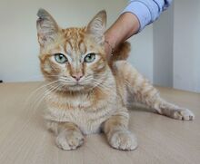ISIDRO, Katze, Europäisch Kurzhaar in Spanien - Bild 4