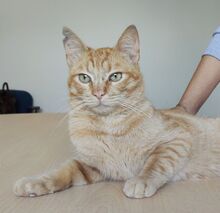 ISIDRO, Katze, Europäisch Kurzhaar in Spanien - Bild 5