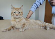 ISIDRO, Katze, Europäisch Kurzhaar in Spanien - Bild 7