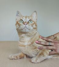 ISIDRO, Katze, Europäisch Kurzhaar in Spanien - Bild 8