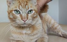ISIDRO, Katze, Europäisch Kurzhaar in Spanien - Bild 9