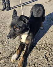 GIGI, Hund, Mischlingshund in Slowakische Republik - Bild 10