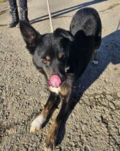 GIGI, Hund, Mischlingshund in Slowakische Republik - Bild 11