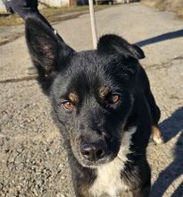 GIGI, Hund, Mischlingshund in Slowakische Republik - Bild 12