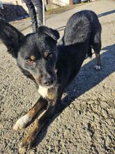 GIGI, Hund, Mischlingshund in Slowakische Republik - Bild 3