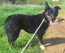 GIGI, Hund, Mischlingshund in Slowakische Republik - Bild 4