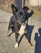 GIGI, Hund, Mischlingshund in Slowakische Republik - Bild 5