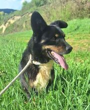 GIGI, Hund, Mischlingshund in Slowakische Republik - Bild 6