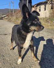 GIGI, Hund, Mischlingshund in Slowakische Republik - Bild 7