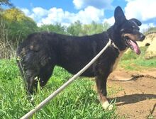 GIGI, Hund, Mischlingshund in Slowakische Republik - Bild 8
