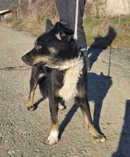 GIGI, Hund, Mischlingshund in Slowakische Republik - Bild 9