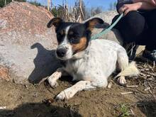 MALINKA, Hund, Mischlingshund in Polen - Bild 1