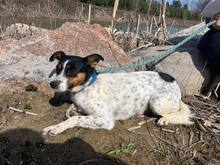 MALINKA, Hund, Mischlingshund in Polen - Bild 3