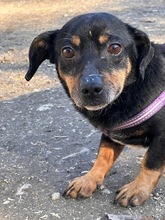 SMUTEK, Hund, Mischlingshund in Polen - Bild 1