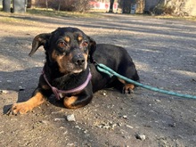 SMUTEK, Hund, Mischlingshund in Polen - Bild 2