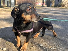 SMUTEK, Hund, Mischlingshund in Polen - Bild 3