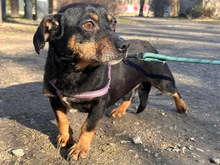 SMUTEK, Hund, Mischlingshund in Polen - Bild 4