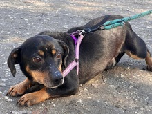 SMUTEK, Hund, Mischlingshund in Polen - Bild 5