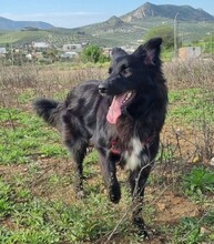 SOMBRA, Hund, Border Collie in Spanien
